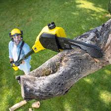 Professional Tree Removal and Landscaping Services in Mcgraw, NY